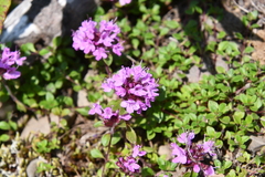 Thymus reverdattoanus