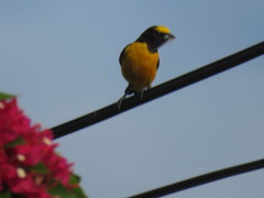Euphonia chlorotica