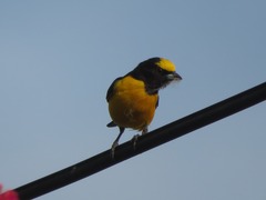 Euphonia chlorotica