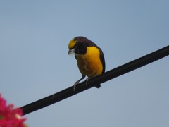 Euphonia chlorotica