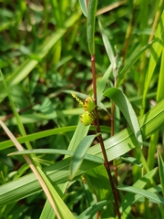 Microstachys chamaelea