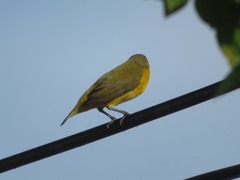Euphonia chlorotica