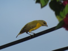 Euphonia chlorotica