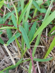 Microstachys chamaelea