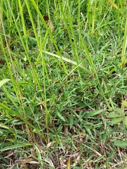 Microstachys chamaelea