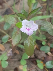 Ruellia repens