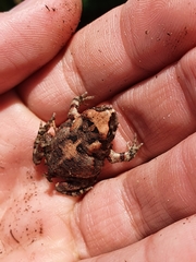 Sclerophrys pardalis
