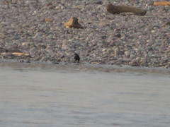 Molothrus oryzivorus