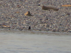 Molothrus oryzivorus