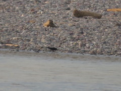 Molothrus oryzivorus