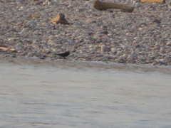 Molothrus oryzivorus