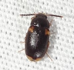 Mycetophagus serrulatus