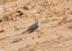 Streptopelia chinensis