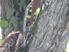 Dendrexetastes rufigula