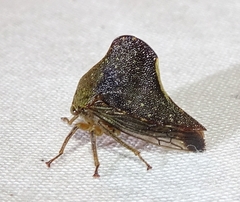 Telamona monticola