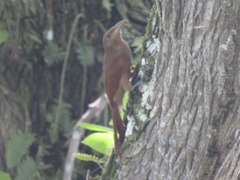 Dendrexetastes rufigula