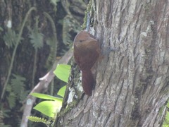 Dendrexetastes rufigula