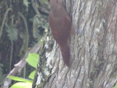 Dendrexetastes rufigula