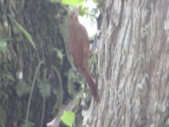 Dendrexetastes rufigula