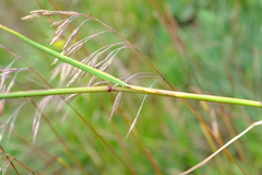 Bromus firmior