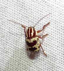 Cryptocephalus leucomelas