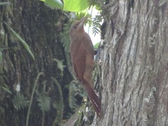 Dendrexetastes rufigula