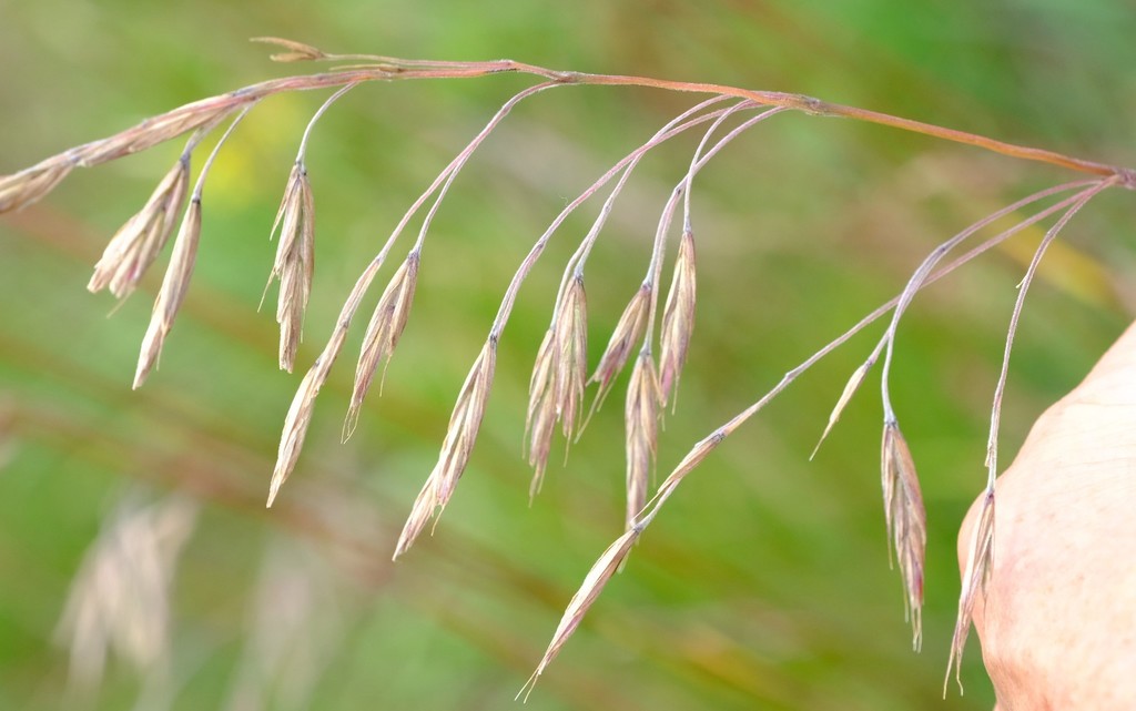 Bromus firmior