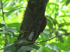 Dendrexetastes rufigula