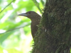 Dendrexetastes rufigula