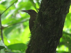 Dendrexetastes rufigula