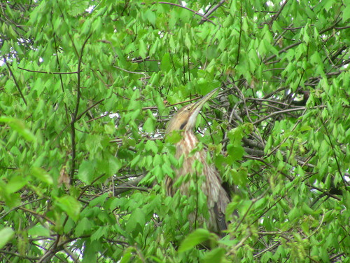 Botaurus lentiginosus
