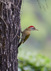 Picus xanthopygaeus