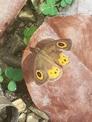 Ypthima aphnius