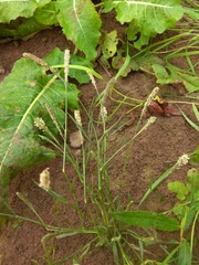 Sporobolus alopecuroides