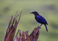 Myophonus horsfieldii