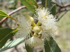 Eucalyptus lockyeri exuta