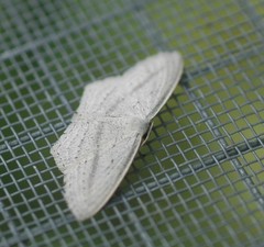 Scopula emutaria