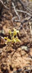 Pelargonium luteolum