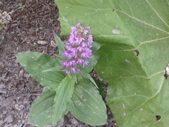 Galearis camtschatica