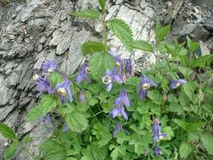 Aquilegia flabellata