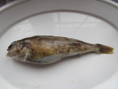 Hexagrammos stelleri