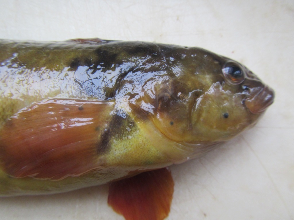 Dybowski's slangslijmvis (Pholidapus dybowskii) — Stichaeidae