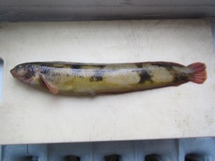 Pholidapus dybowskii