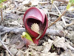 Symplocarpus renifolius