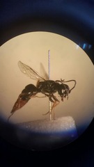 Dolichurus