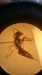 Dolichurus