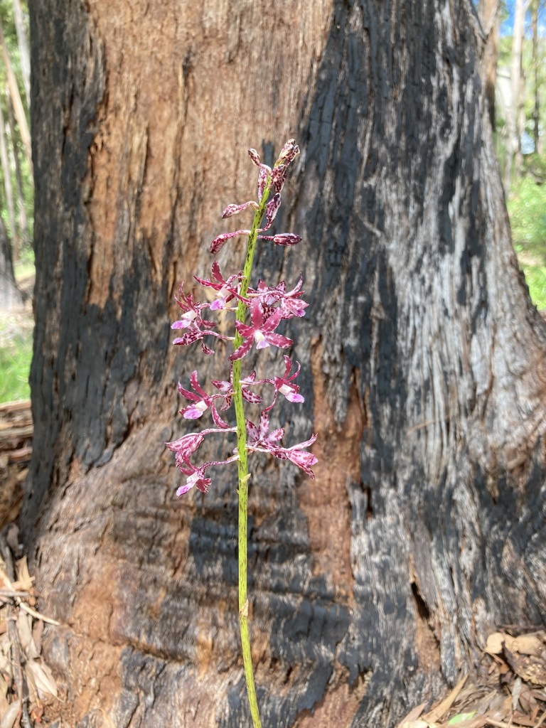 Dipodium variegatum