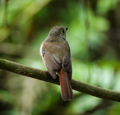 Cyornis rubeculoides