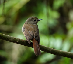 Cyornis rubeculoides