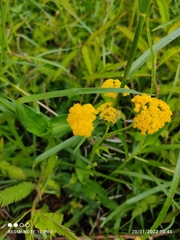 Achillea ageratum